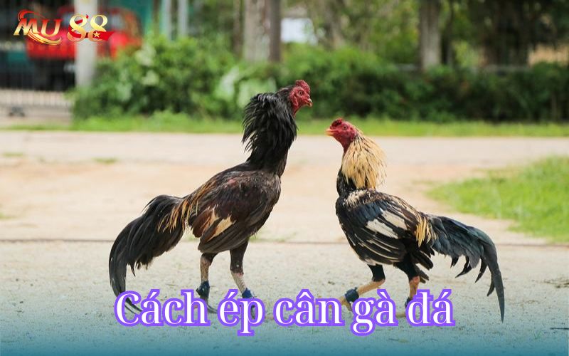 Cách ép cân gà đá bằng nhiều cách khác nhau