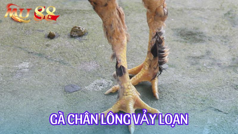 Gà chân lông vảy loạn là giống gà khác biệt